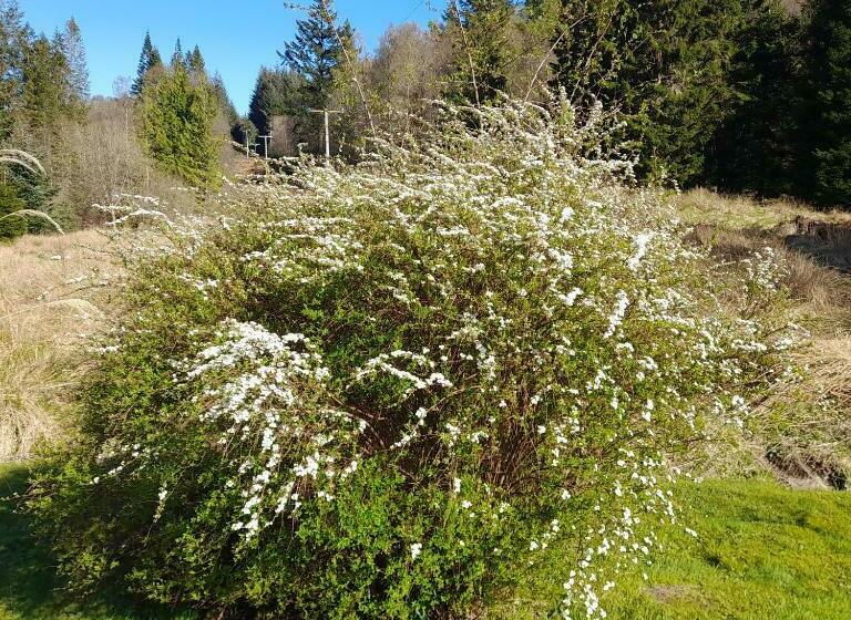 Pinetree Cottage, Dog Friendly, Holiday Let, Callander Invertrossachs