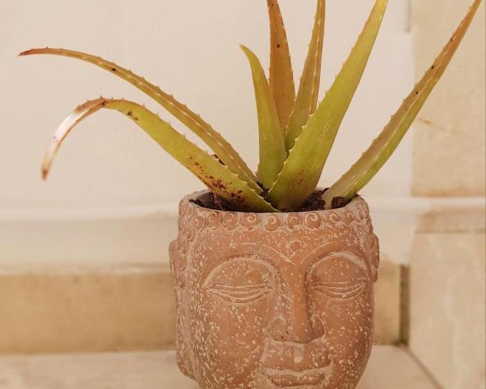 Estrelinha Da Fuzeta