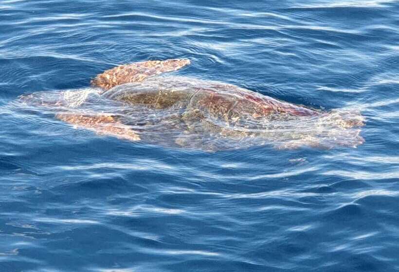 Pretty Damuso Style Villa