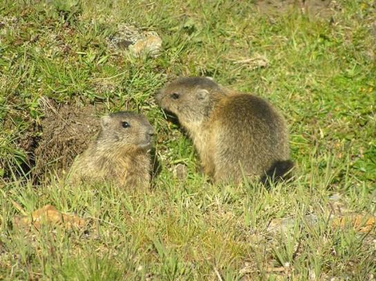 Отель Alpenfrieden