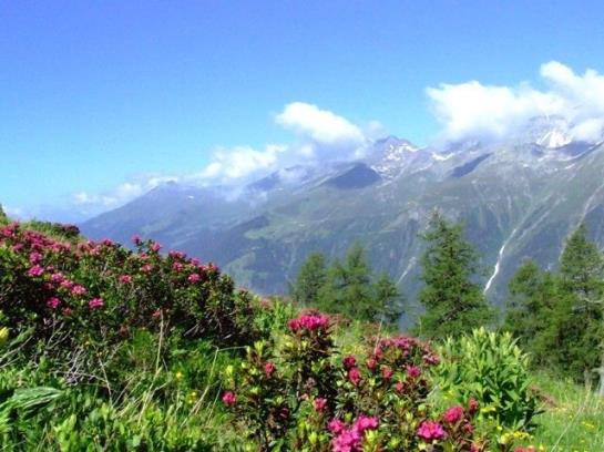 Отель Alpenfrieden