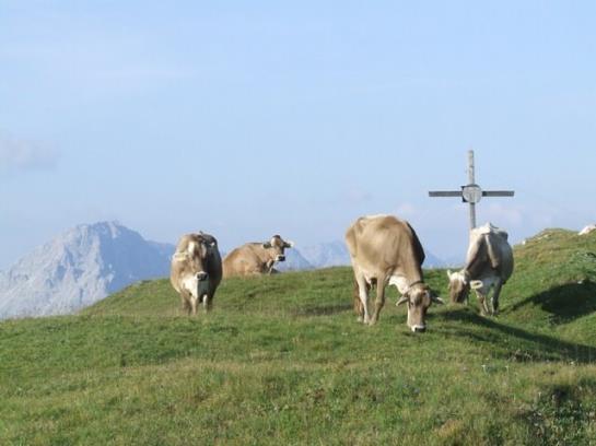 Отель Alpenfrieden