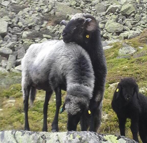 בית מלון כפרי Burgstein   Alpin & Lifestyle