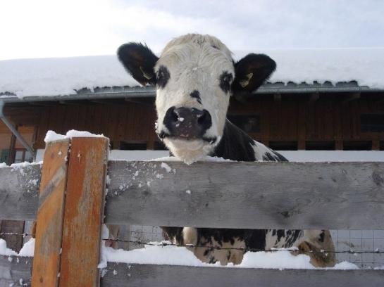 בית מלון כפרי Ferienwohnungen Mittermoos