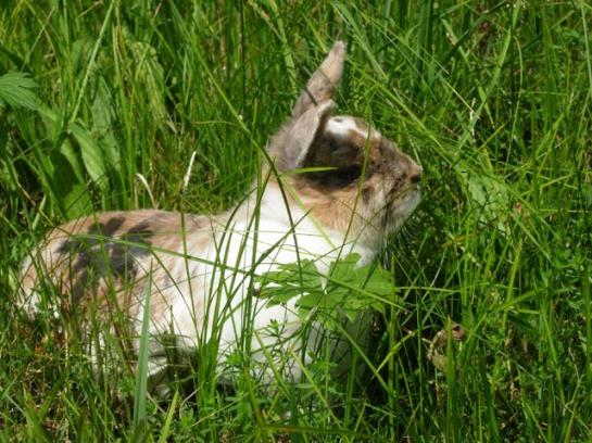 בית מלון כפרי Ferienwohnungen Mittermoos