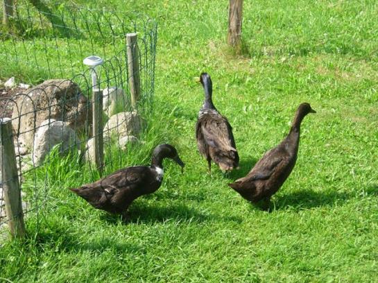 בית מלון כפרי Ferienwohnungen Mittermoos