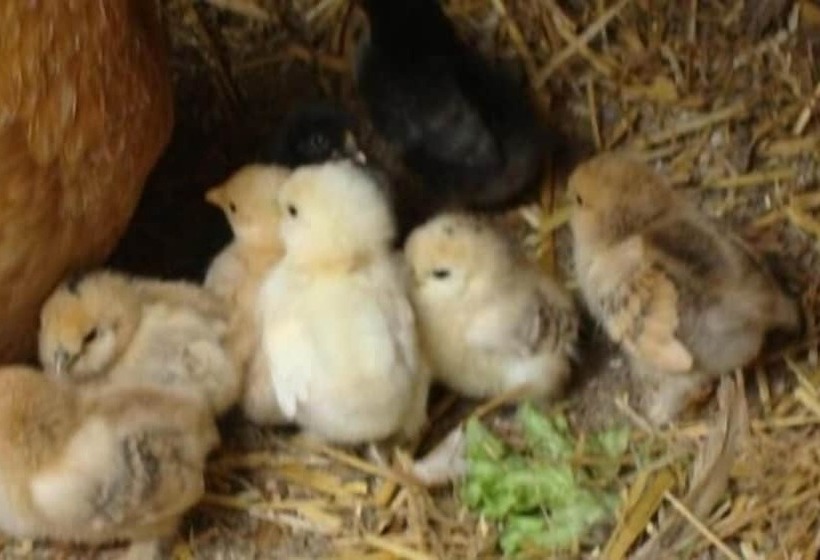 בית מלון כפרי Pension Grubenhof