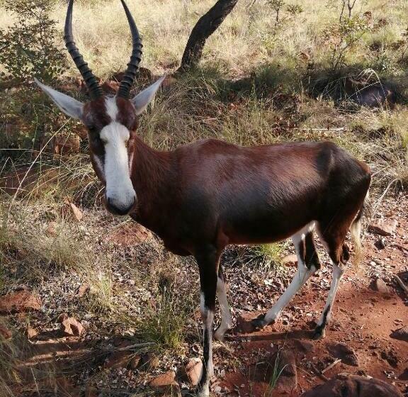 Luxury Room   Sielevreugde