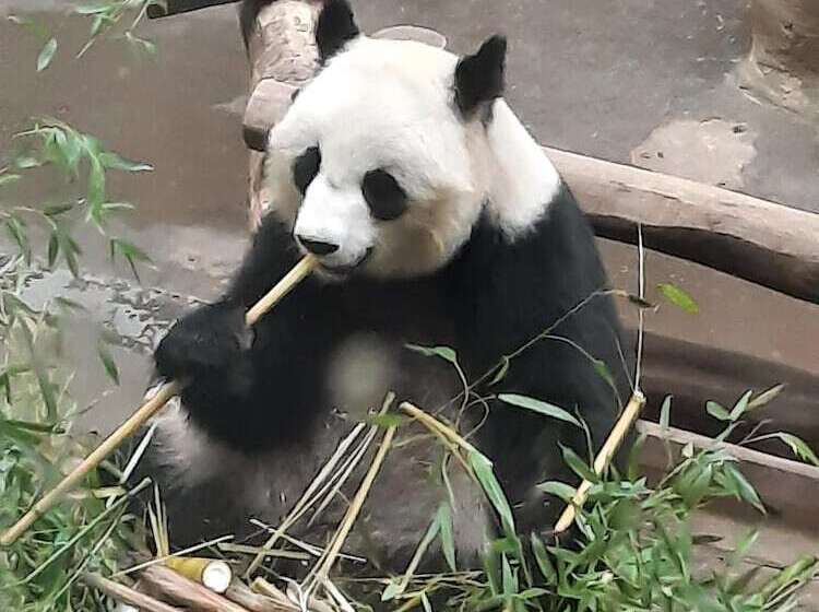 Le Domaine De Louise