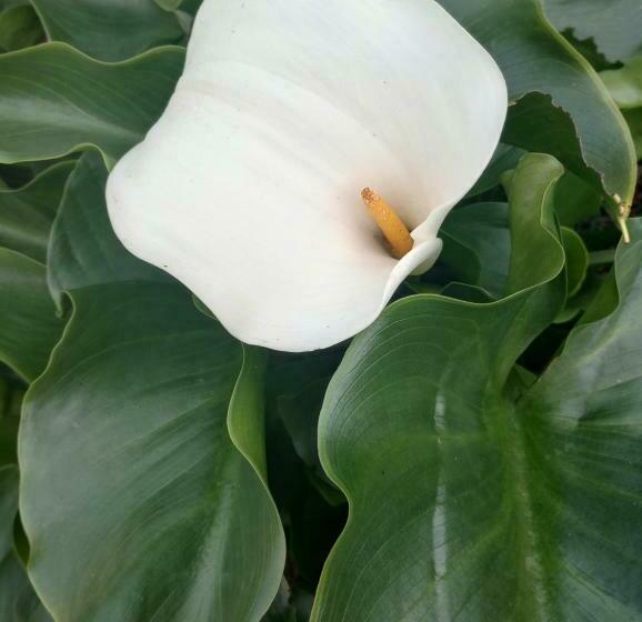 Sítio No Interior De Sp Para Curtir A Natureza