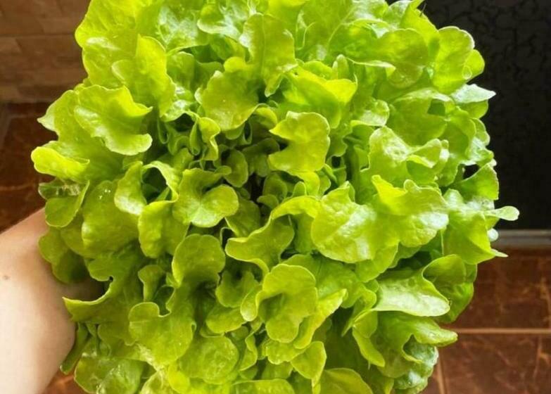 Sítio No Interior De Sp Para Curtir A Natureza