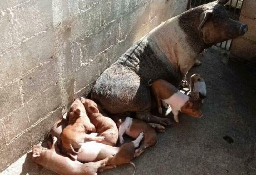 Sítio No Interior De Sp Para Curtir A Natureza