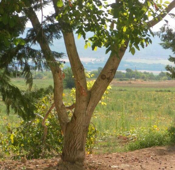 Le Mas Des Meras   Gite Côté Mas