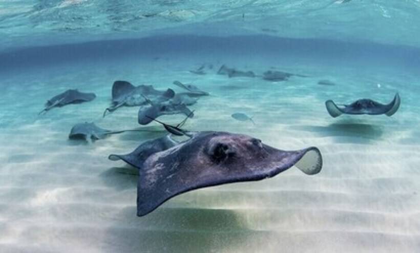 Lighthouse Point Residences