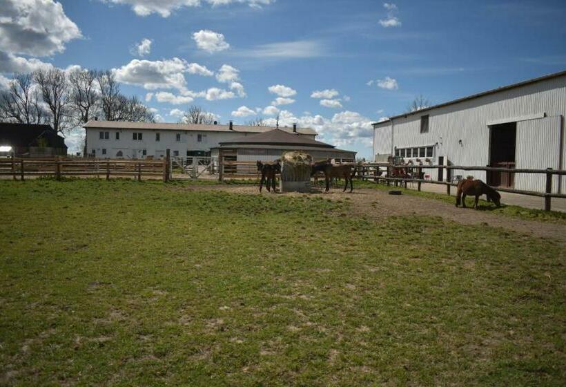 Idylle Auf Dem Reiterhof Bei Husum