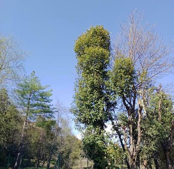 Home Ekant Kutir Homestay