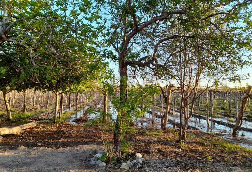 Entre Viñas, Sol Y Montañas