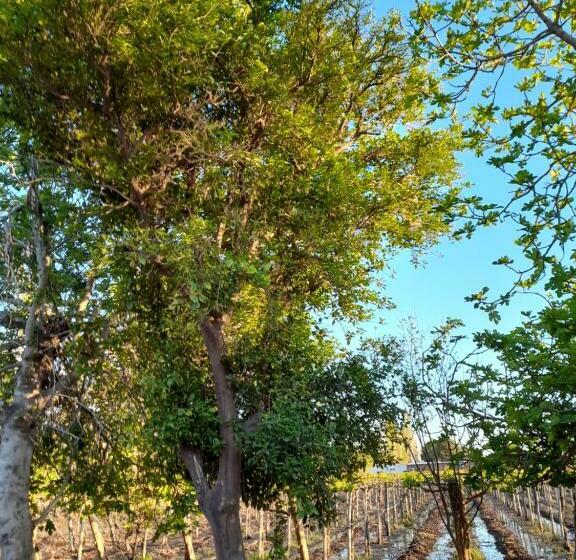 Entre Viñas, Sol Y Montañas