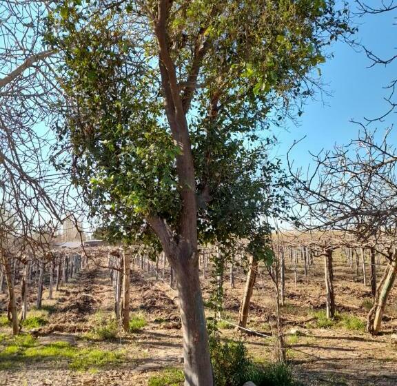 Entre Viñas, Sol Y Montañas