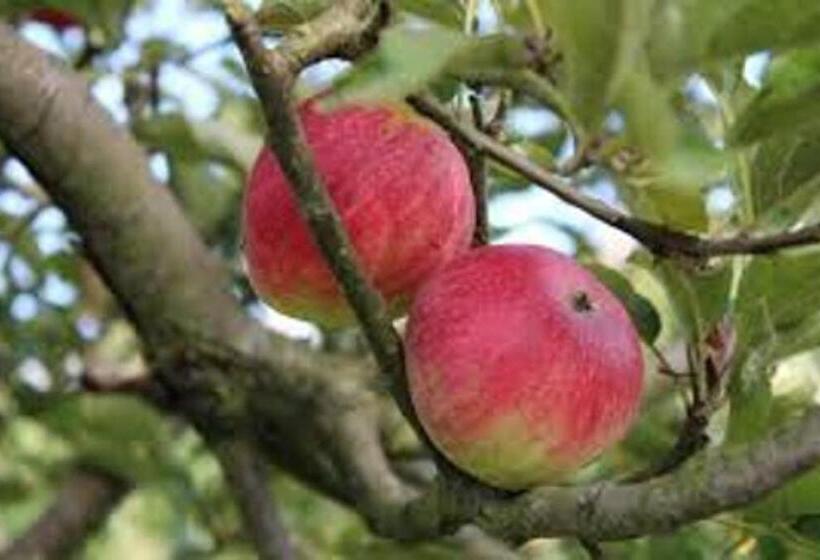 Cozy Studio On A Quaint Farm