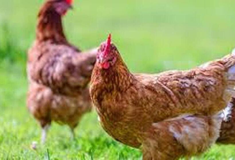 Cozy Studio On A Quaint Farm