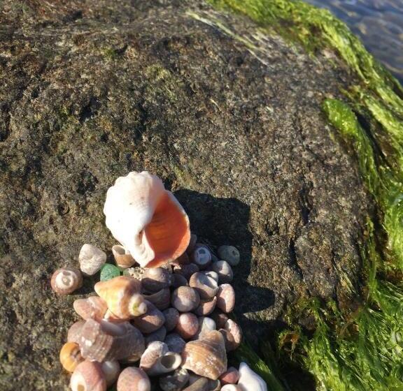 булевард „демокрация“ апартамент златна рибка