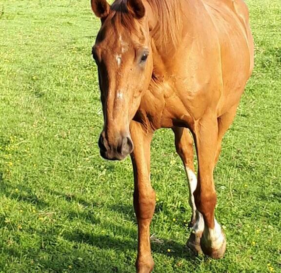 Gîte Du Haras De Valès