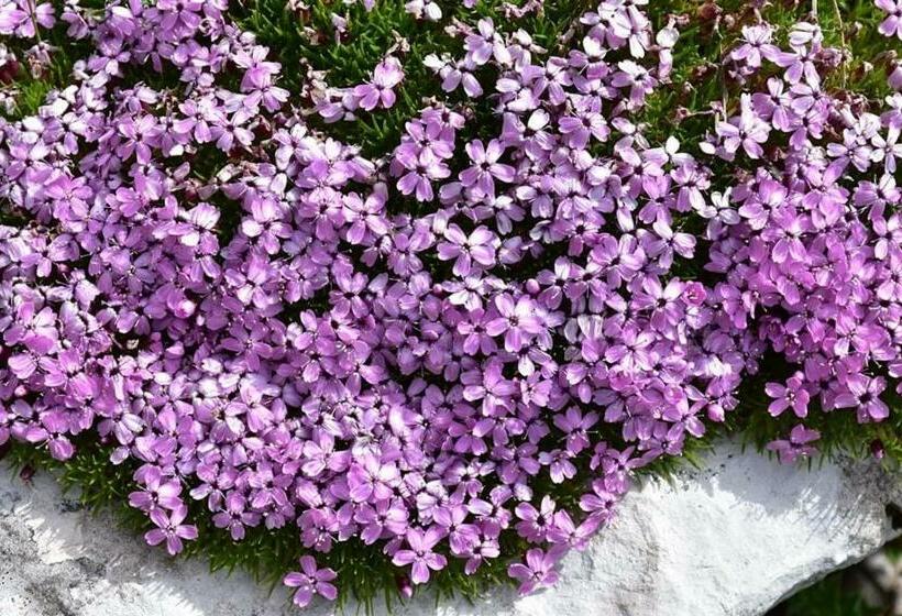 Casa Vacanze Valentina Dolomiti