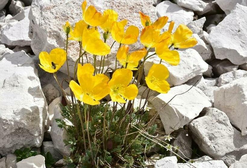 Casa Vacanze Valentina Dolomiti