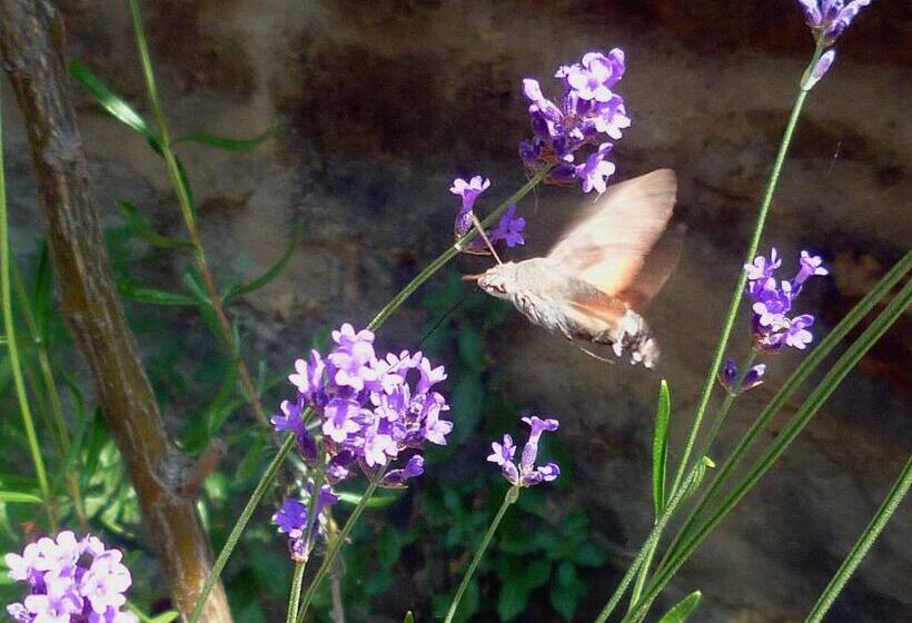 La Roche Gite At Les Glycines Gites With Pool,games Field In A Peaceful,rural Setting