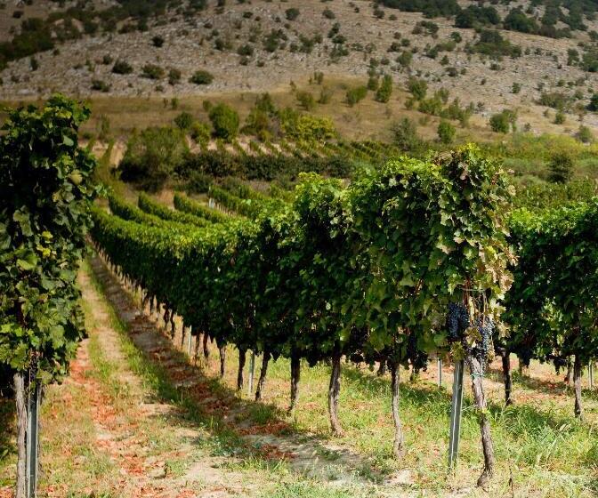 فندق Diófa Panzió