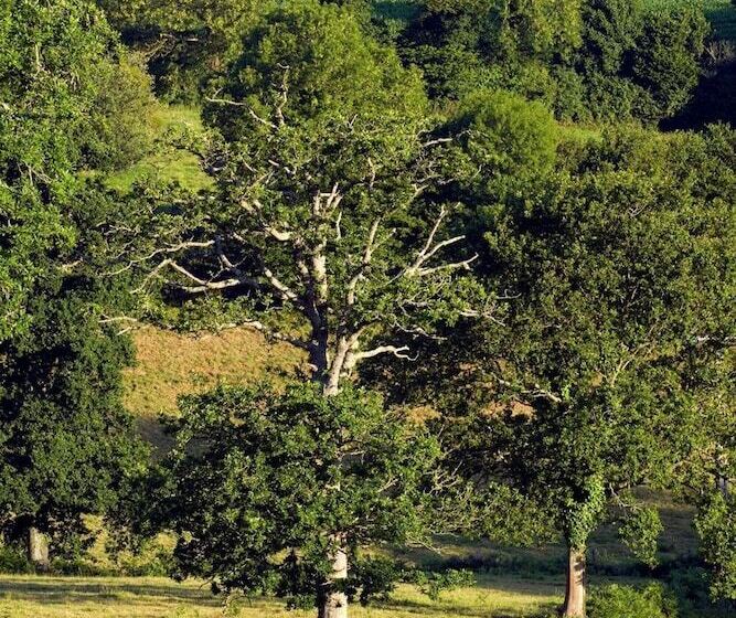 Отель Hôtel Traiteur Les Ormes, The Originals Relais