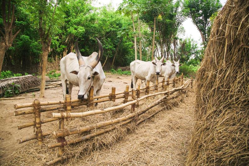 בית מלון כפרי Mantra Koodam Kumbakonam   A Cgh Earth Experience