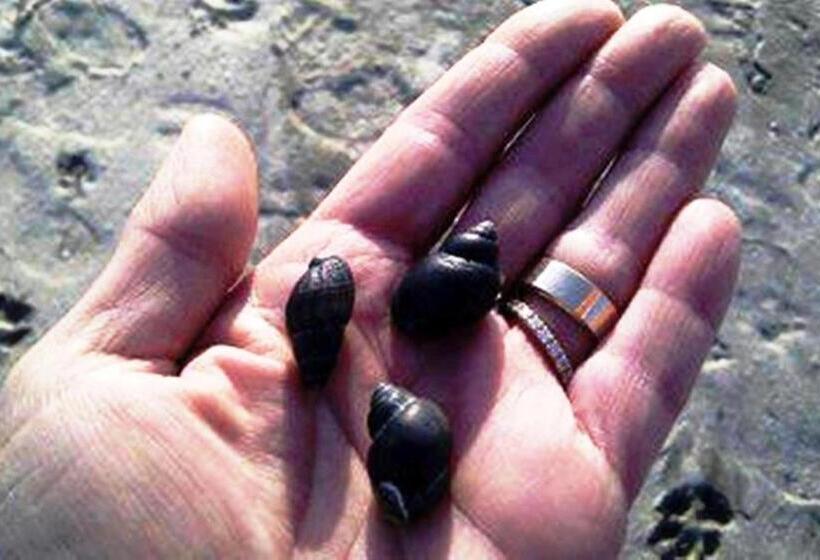 בית מלון כפרי Zani