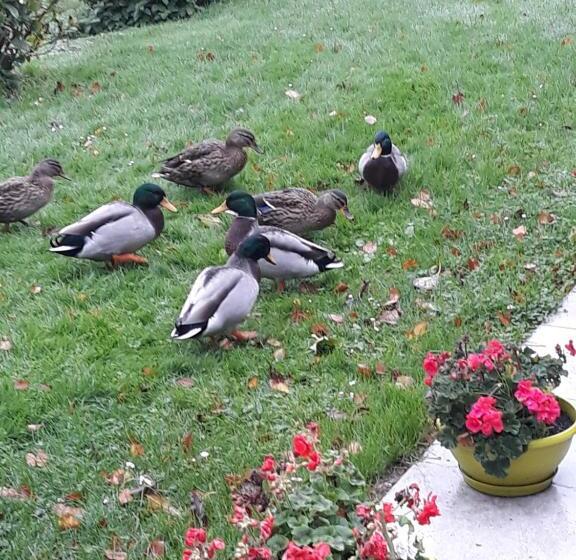 민박 La Mare Aux Canards