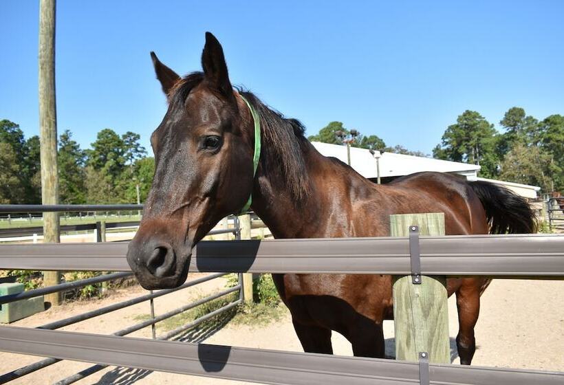 ホテル Ymca Camp Cullen