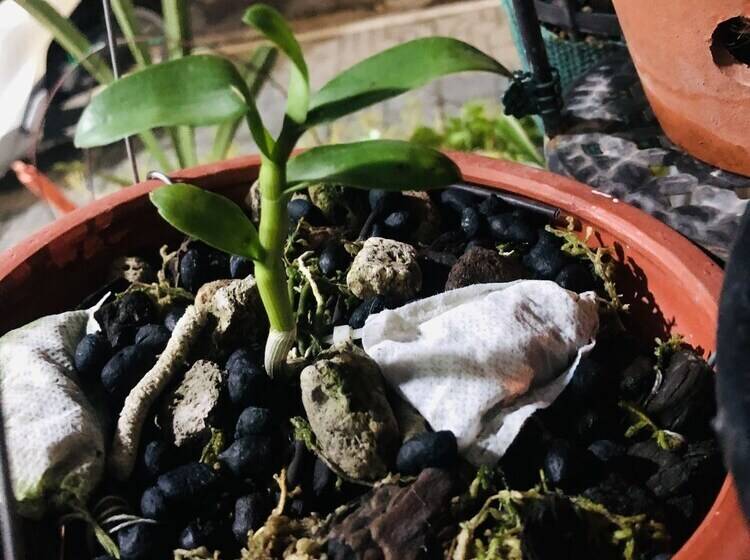 پانسیون Homestay Tits