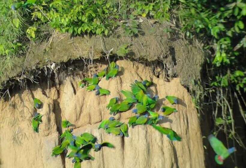 هتل Amazon Lodge Tambopata