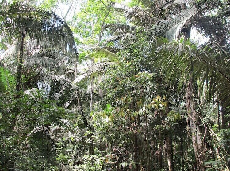 هتل Amazon Lodge Tambopata