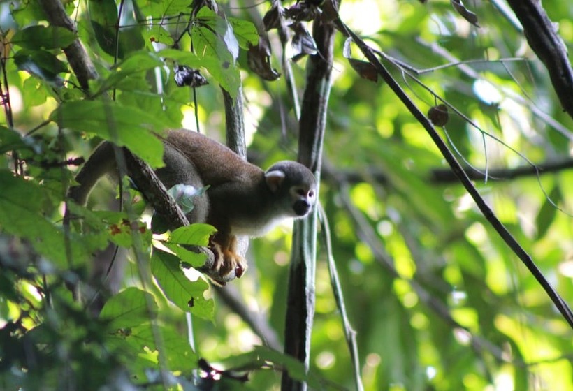 Отель Lupuna Lodge