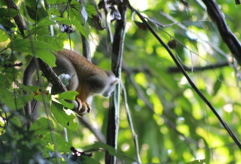 Отель Lupuna Lodge