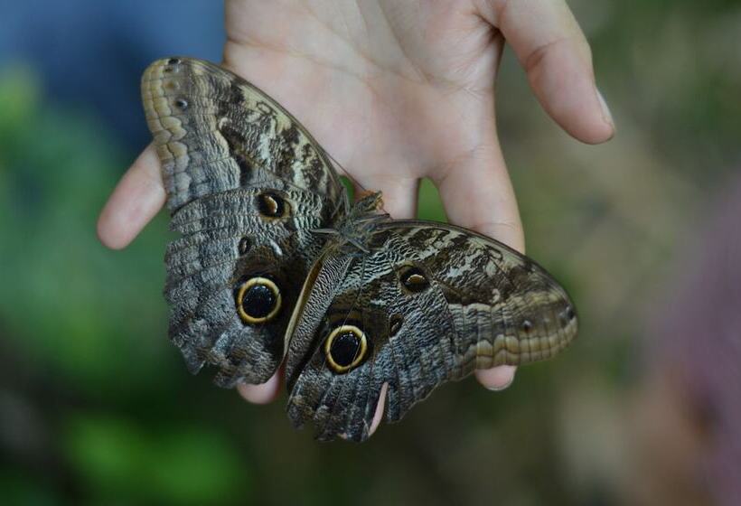 هتل Playa Selva Lodge