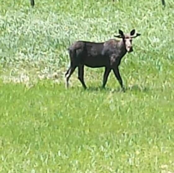 Fundy Rocks Motel And Chocolate River Cottages