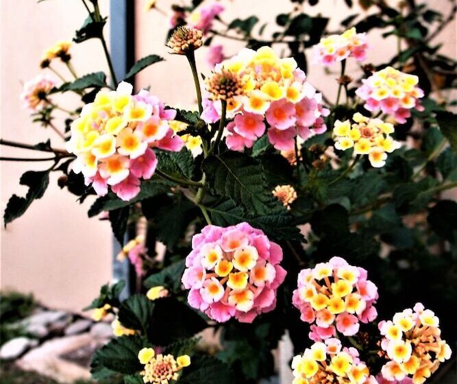 هتل Naike Casa De Huespedes