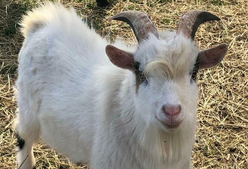 ホテル Lindenhof Peritz