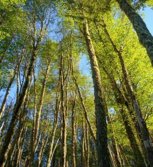 فندق Termas Chillán