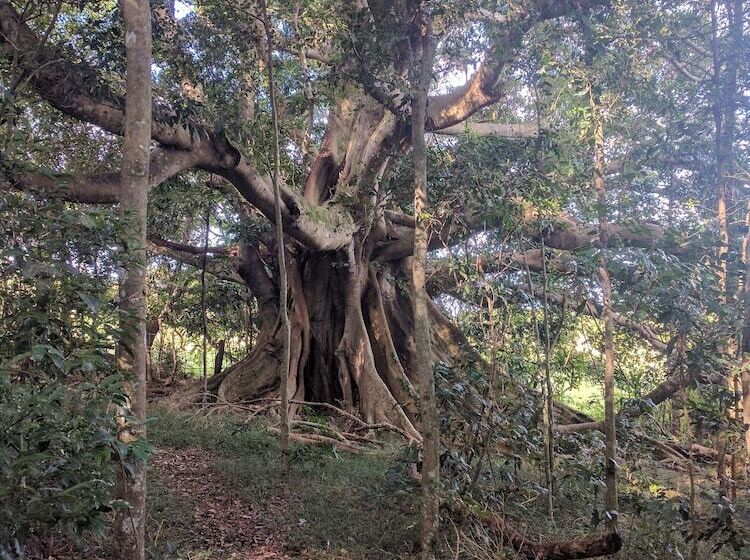 هتل Alstonville Country Cottages