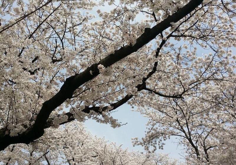 Отель Bellus Rose Pension