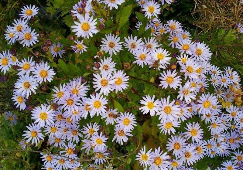 Отель Bellus Rose Pension