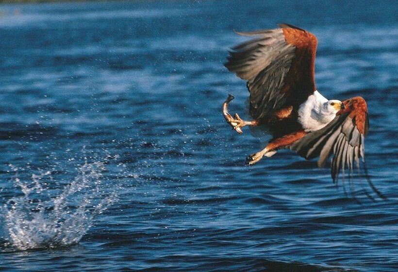 فندق Kariega Game Reserve   River Lodge